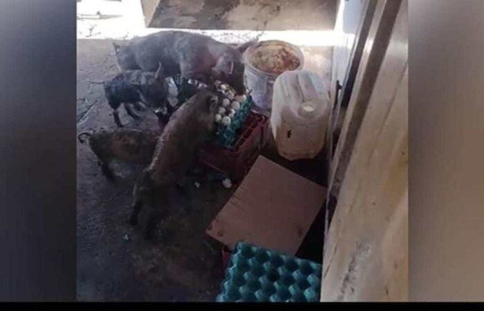 (crédito: Polícia Militar/Divulgação) (crédito: Polícia Militar/Divulgação)