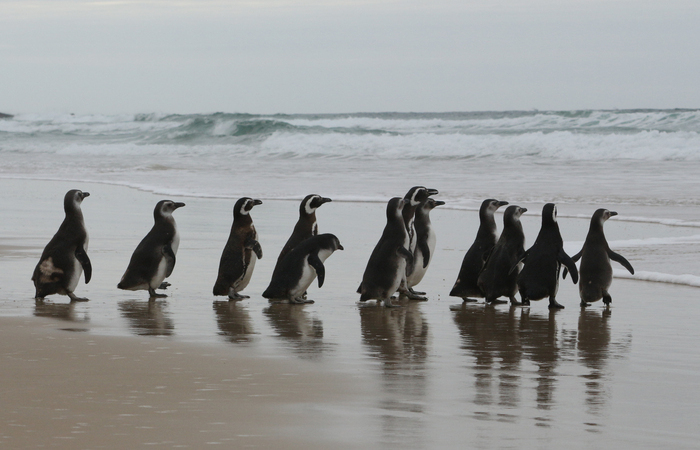 Ibama registrou até o momento 6.747 Pinguins de Magalhães
 (Foto: Nilson Coelho/Agência Petrobras)