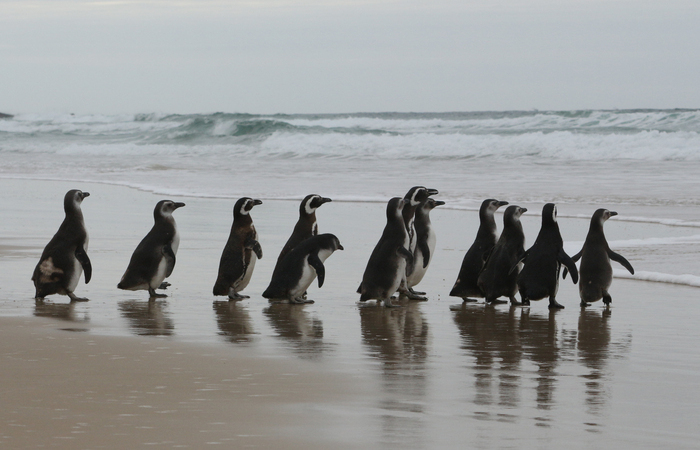 Ibama registrou at o momento 6.747 Pinguins de Magalhes
 (Foto: Nilson Coelho/Agncia Petrobras)