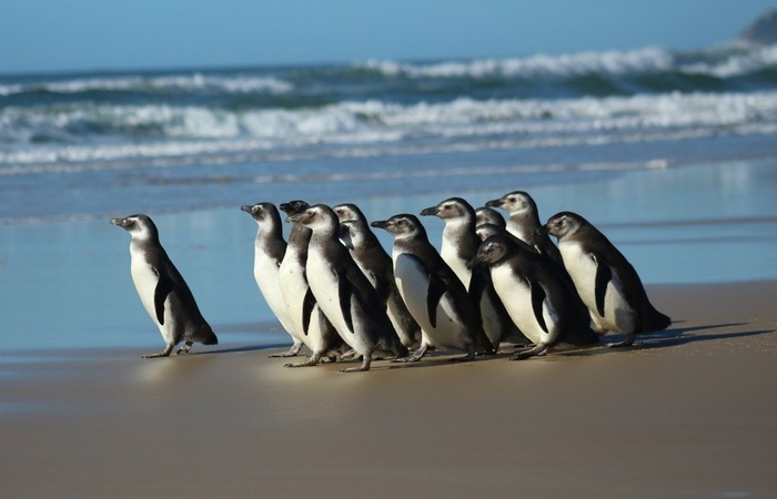 Pinguins em reabilitação (Foto: Nilson Coelho/Agência Petrobras)