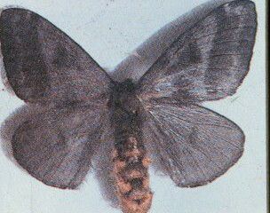 Mariposa do gênero Hylesia, responsável pela erupção, segundo a Sociedade Brasileira de Dermatologia.

 (SDB/Divulgação)