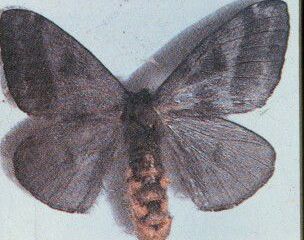 Mariposa do gênero Hylesia, responsável pela erupção, segundo a Sociedade Brasileira de Dermatologia.
(SDB/Divulgação) Mariposa do gênero Hylesia, responsável pela erupção, segundo a Sociedade Brasileira de Dermatologia.
(SDB/Divulgação)