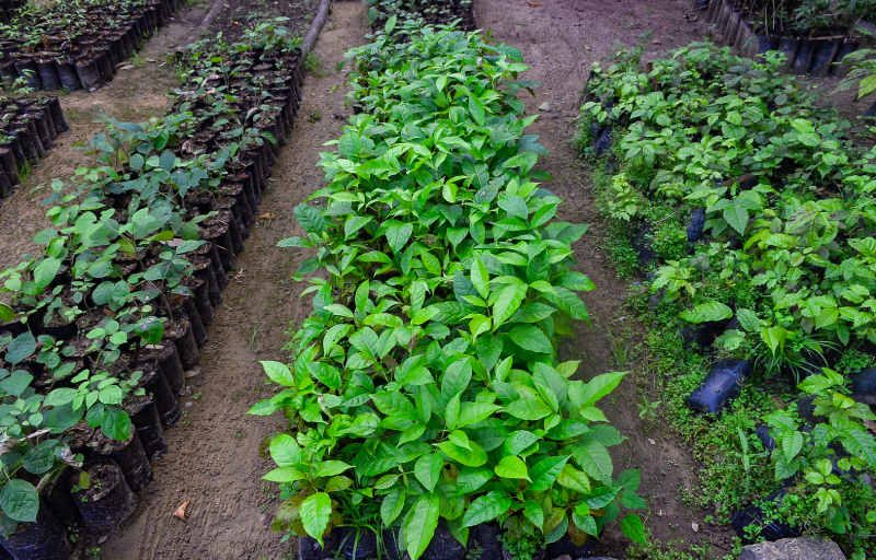 A Semas vai destinar R$ 600 mil em ações dentro do Programa Refloresta Pernambuco, criando viveiros de espécies nativas para a cobertura vegetal e recuperação de nascentes. (Lu Rocha/Semas-PE) A Semas vai destinar R$ 600 mil em ações dentro do Programa Refloresta Pernambuco, criando viveiros de espécies nativas para a cobertura vegetal e recuperação de nascentes. (Lu Rocha/Semas-PE)