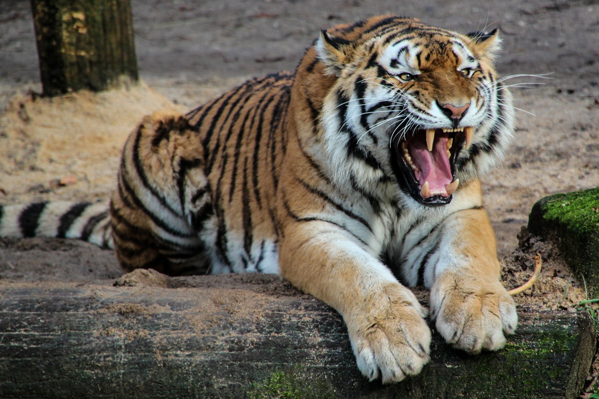 (Foto: Reprodução/Pixabay) (Foto: Reprodução/Pixabay)