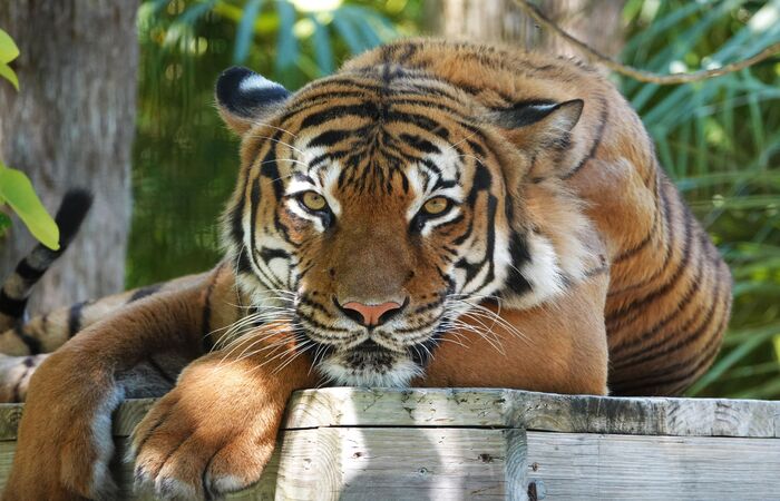 (Foto: Naples Zoo at Caribbean Gardens / AFP
) (Foto: Naples Zoo at Caribbean Gardens / AFP
)
