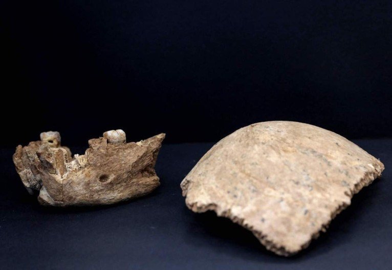  (Com 140 mil a 120 mil anos, os fósseis do Homo Nesher Ramla têm características dos neandertais, como as mandíbulas, e do Homo arcaico, em especial, o crânio. Foto: Gil Cohen-Magen/Divulgação)
