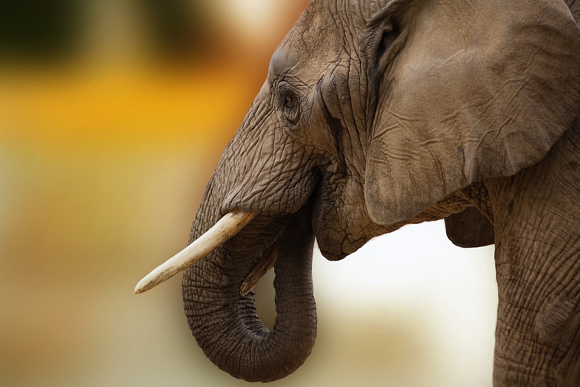 (Foto: Reprodução/Pixabay) (Foto: Reprodução/Pixabay)