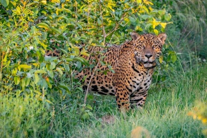 (Foto: Matias REBAK / Rewilding Argentina / AFP) (Foto: Matias REBAK / Rewilding Argentina / AFP)