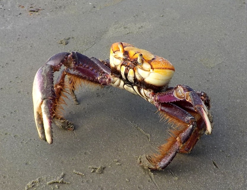 A Agência ressaltou que a conscientização sobre o assunto e o respeito ao período do defeso garantem que o caranguejo-uçá continue existindo nos manguezais. (Agência Estadual de Meio Ambiente/Divulgação) A Agência ressaltou que a conscientização sobre o assunto e o respeito ao período do defeso garantem que o caranguejo-uçá continue existindo nos manguezais. (Agência Estadual de Meio Ambiente/Divulgação)