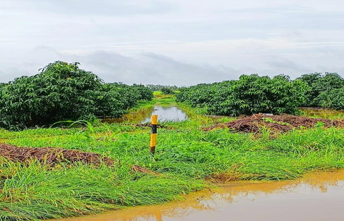 Cerca de 30 mil toneladas de uva e manga já foram perdidas (Foto: Divulgação) Cerca de 30 mil toneladas de uva e manga já foram perdidas (Foto: Divulgação)