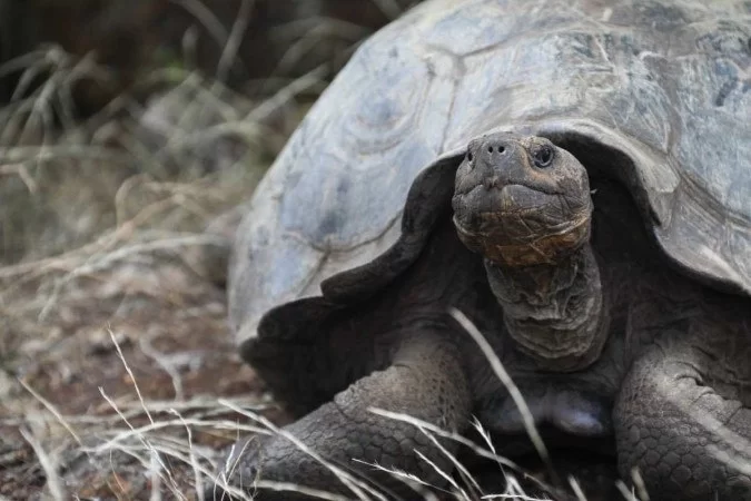  (Foto: PARQUE NACIONAL GALAPAGOS / AFP)