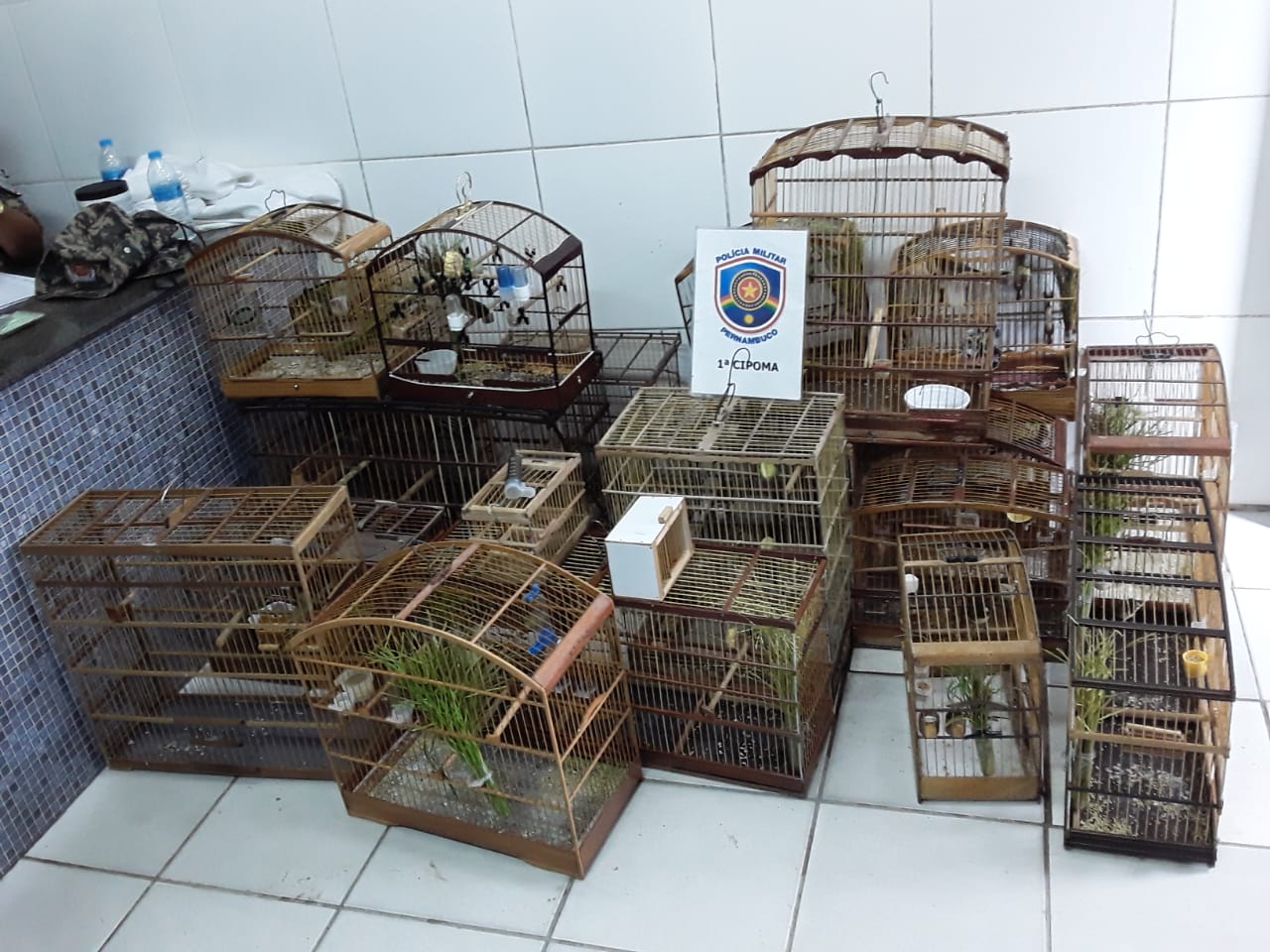 Suspeitos so detidos e aves silvestres so resgatadas em feira livre do Recife. (PMPE/Divulgao)
