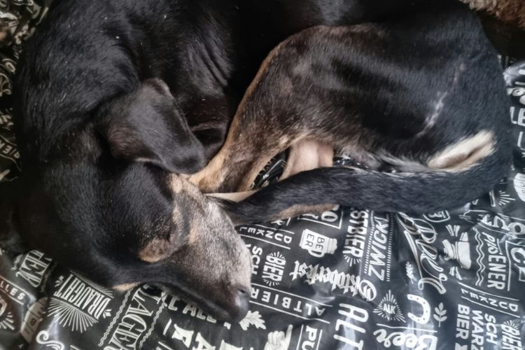 Hamburguinho em momento de descanso na sua nova casa, aps ter sido adotado por Giovanni (Foto: Arquivo Pessoal)