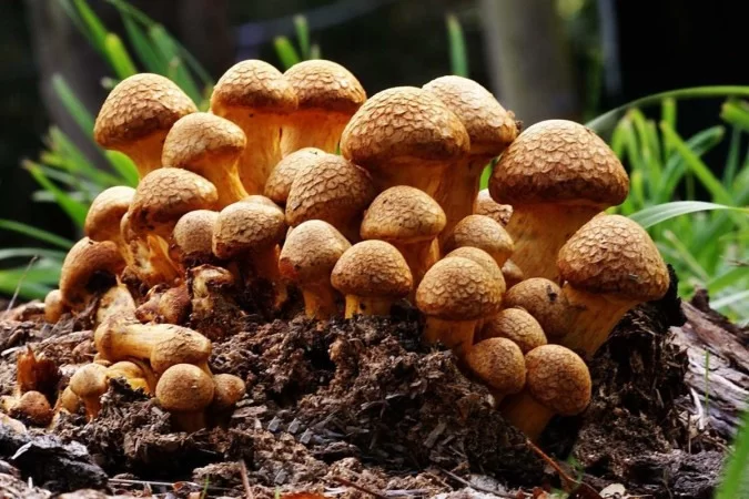 Palestra Como os cogumelos contribuem para um novo modo de vida  (29/11/2022)