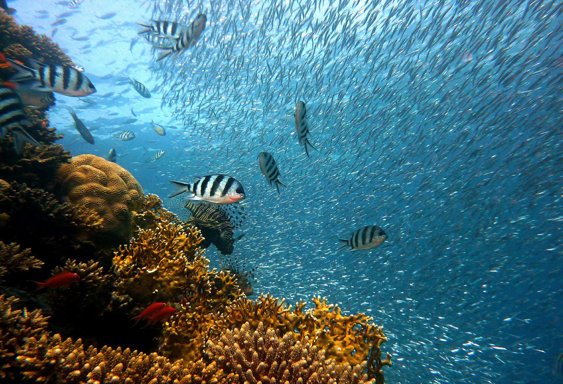 (Foto: Reprodução/Pixabay) (Foto: Reprodução/Pixabay)