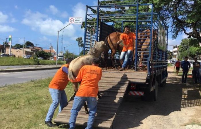 Desses animais, três foram doados e seis resgatados por seus tutores
(PMO) Desses animais, três foram doados e seis resgatados por seus tutores
(PMO)