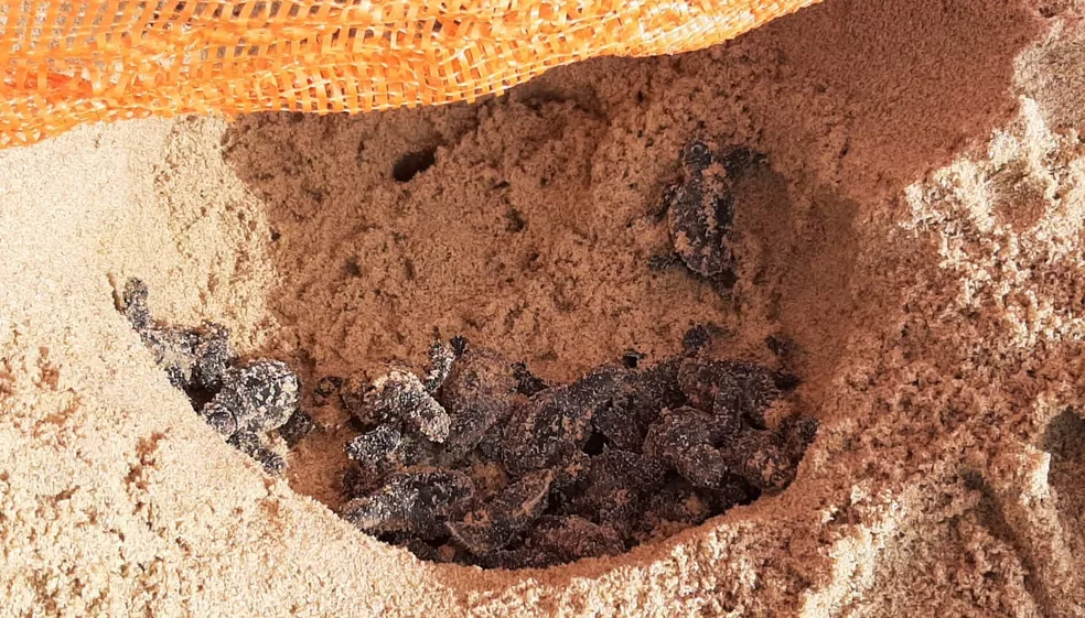 A praia de Piedade, em Jaboato, foi palco para o nascimento de filhotes de tartaruga marinha em transmisso de TV, nesta manh. (Everaldo Silva/TV Globo)