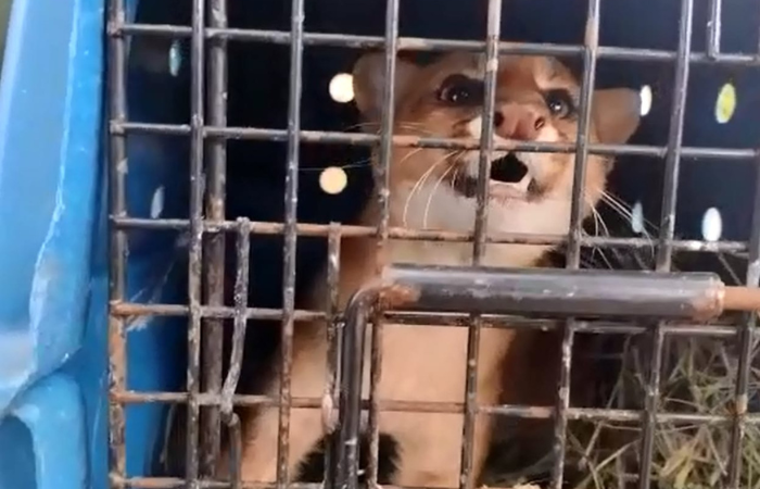 Encontrado em uma residência no bairro Jardim Boa Vista, no município de Caruaru, o felino foi enviado pela CPRH para seu habitat natural
(Divulgação) Encontrado em uma residência no bairro Jardim Boa Vista, no município de Caruaru, o felino foi enviado pela CPRH para seu habitat natural
(Divulgação)
