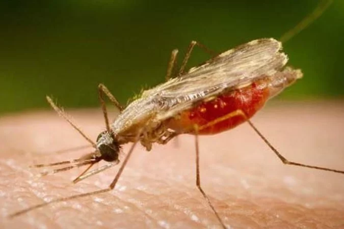 (crédito: Portal Biologia/ divulgação) (crédito: Portal Biologia/ divulgação)