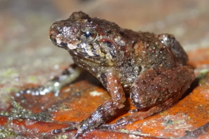O sapo ladrão de Miles (Craugastor milesi), endêmico de Honduras e pensado como extinto, mas foi redescoberto em 2008. (Foto: Tom Brown) O sapo ladrão de Miles (Craugastor milesi), endêmico de Honduras e pensado como extinto, mas foi redescoberto em 2008. (Foto: Tom Brown)
