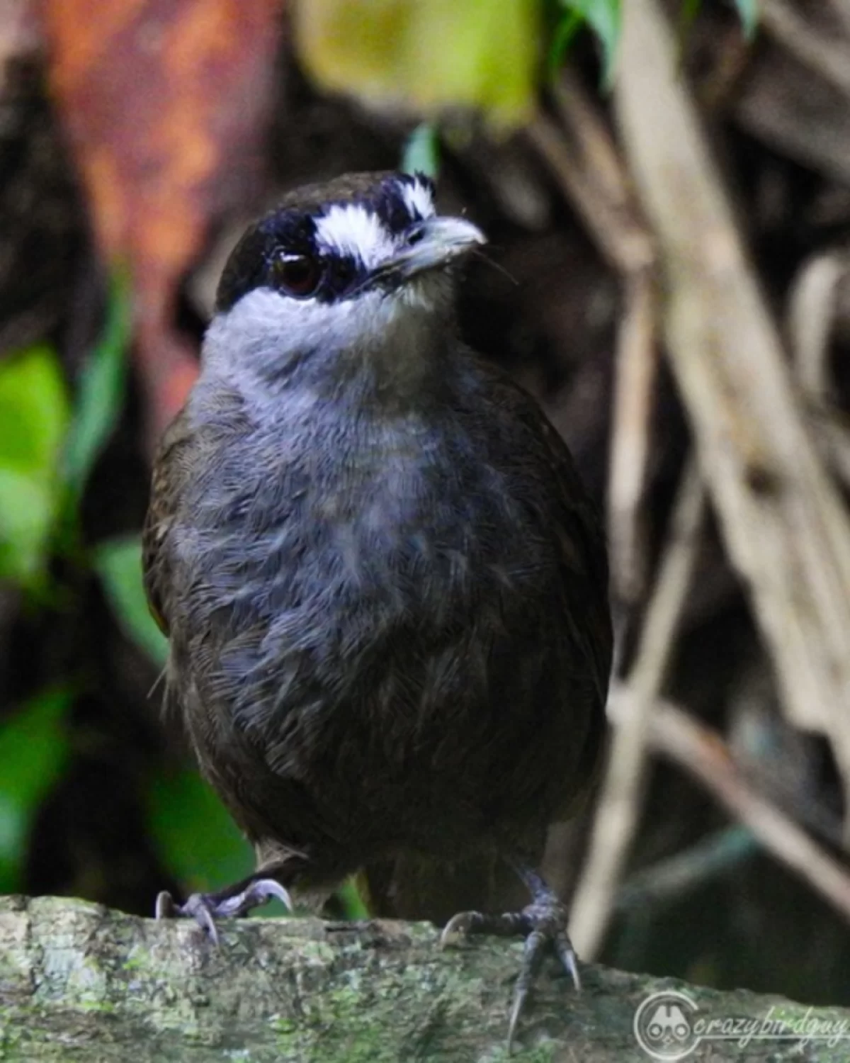 Black-browed babbler, uma espcie de ave endmica do Bornu que ficou sem registro por 172 anos antes de ser redescoberta em 2020. (Foto: Panji Akbar)