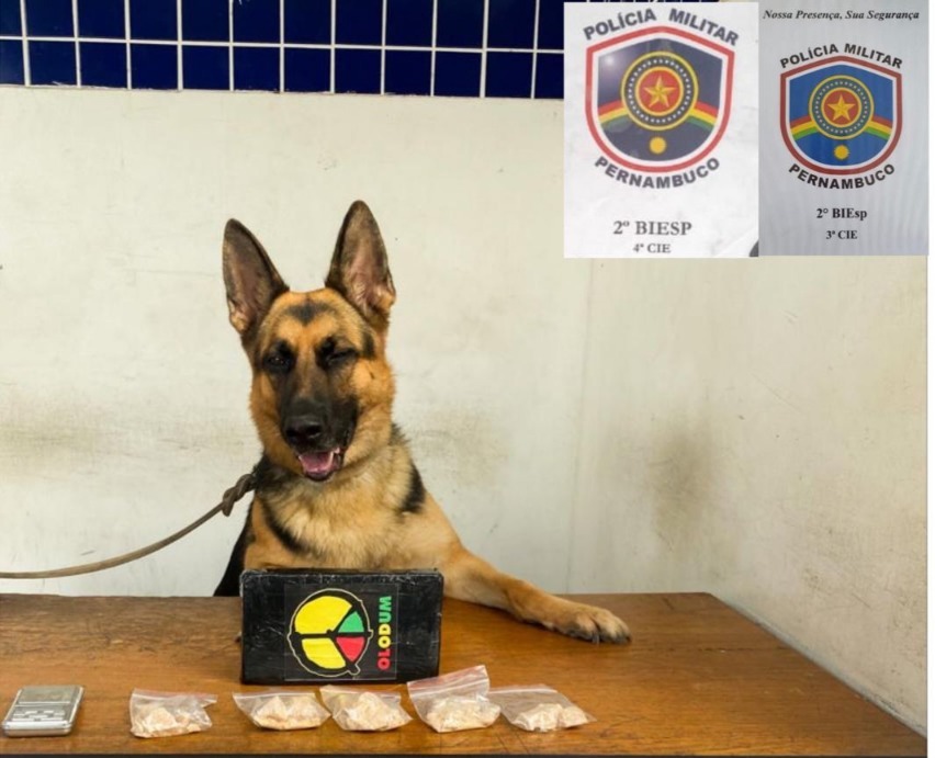 Policiais contaram com o apoio da cadela Raya para realizar duas importantes apreenses de drogas em Petrolina.  (PMPE/Divulgao)