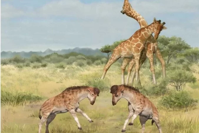 La jirafa puede haber desarrollado un gran cuello para pelear por las hembras