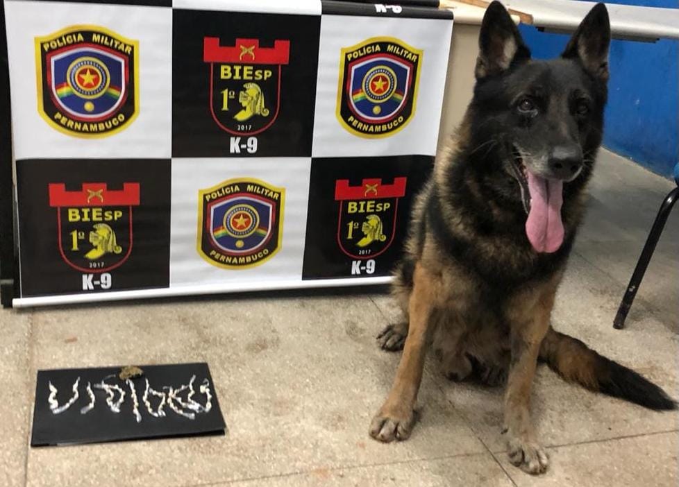 O cão farejador Aruc localizou 60 pedras de crack e uma porção de maconha. (PMPE/Divulgação) O cão farejador Aruc localizou 60 pedras de crack e uma porção de maconha. (PMPE/Divulgação)
