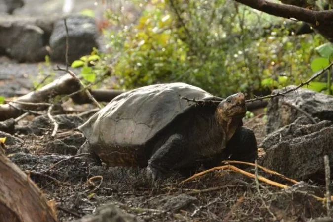 (crédito: Courtesy of the Galápagos Conservancy) (crédito: Courtesy of the Galápagos Conservancy)
