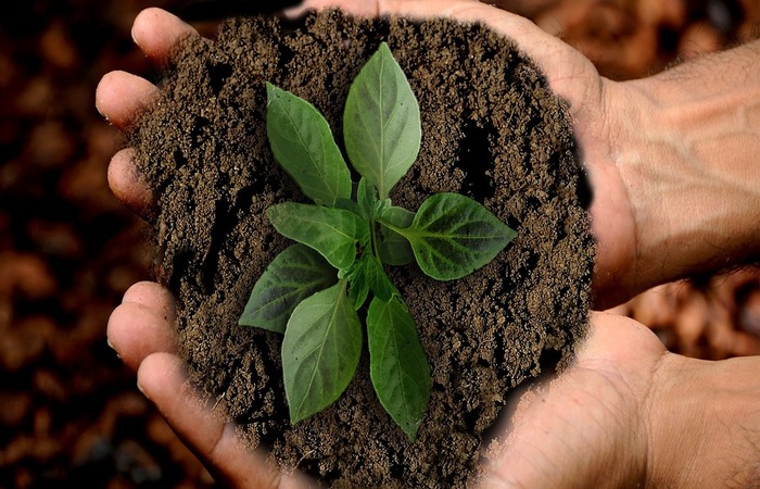 (Foto: Reprodução/Pixabay) (Foto: Reprodução/Pixabay)