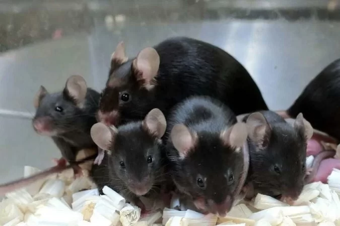 Dorami (rato preto maior) e seus descendentes: material submetido  tcnica de liofilizao permanece vivel por pelo menos 30 anos -  (Foto: University of Yamanashi/Divulgao)