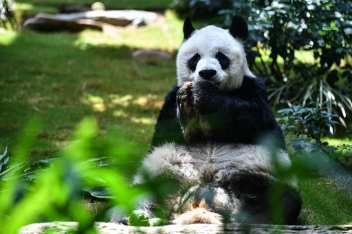Panda gigante An An come lanches em seu habitat no parque temático local atualmente fechado Ocean Park, em Hong Kong.Foto tirada em 19 de maio de 2020. (Foto: ANTHONY WALLACE / AFP)