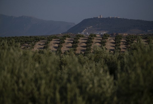 Sequía severa amenaza el ‘oro verde’ de España