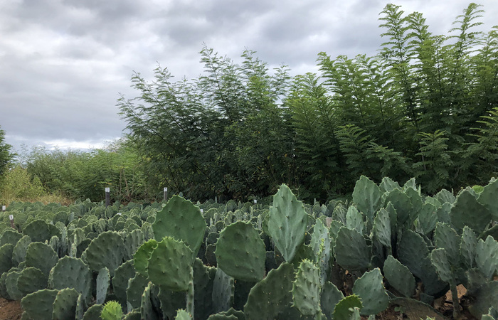 Plantas irrigadas pelo Biogua Familiar dobraram produo (Fernanda Birolo/Embrapa)