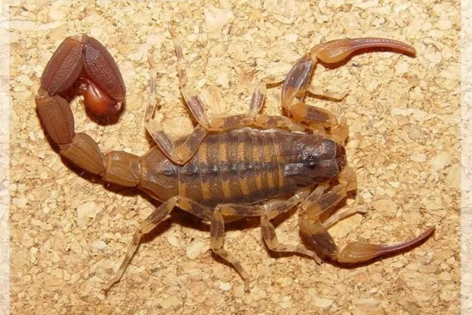 Espcies como o escorpio sul-africano de cauda grossa, que tem pinas pequenas, tem o veneno 10 vezes mais letal do que o escorpio dourado de Israel
 (Foto: Scorpiology/Reproduo)