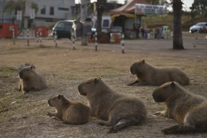 Capivara em um fundo branco animais da américa do sul