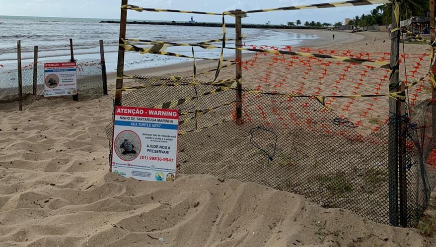 Ecloso de ninhos e sada de filhotes para o mar podem ocorrer nos prximos dias (Geanne Santos/SEI Paulista)