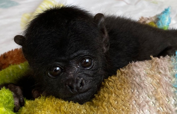 Parque Dois Irmãos acolhe 'Liz', uma bebê macaco de espécie