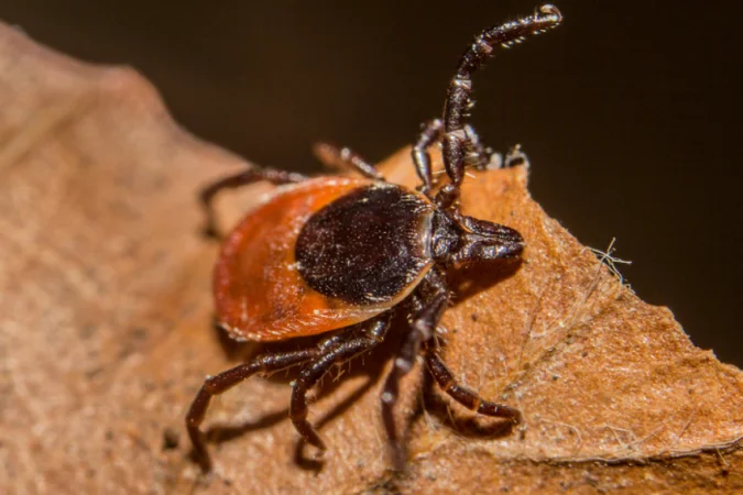The UK has reported its first case of a rare tick-borne virus