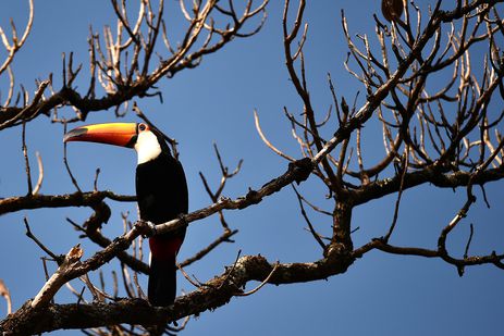  (Foto: Andre Borges/Agncia Braslia)