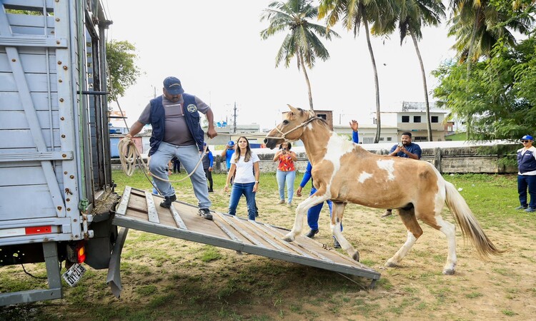 Todos os animais que foram identificados durante a operao foram recolhidos (Foto: Yuri Amauri)