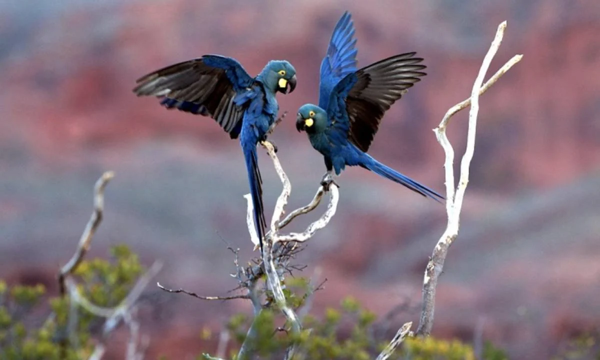  (Foto: Joo Marcos Rosa/Fundao Biodiversitas)