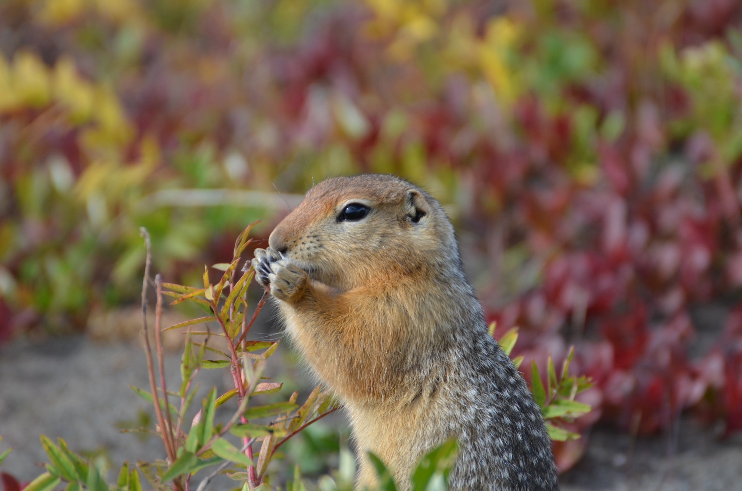  (Foto: Cory WILLIAMS / Colorado State University / AFP)