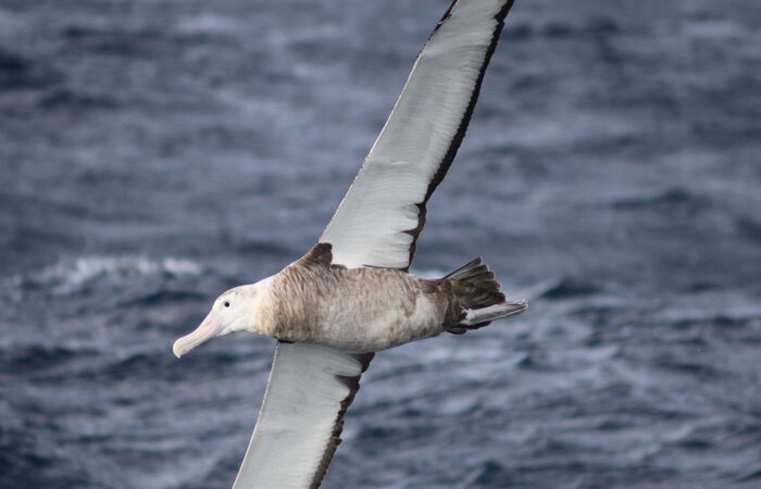  (Foto:Dimas Gianuca/Projeto Albatroz)