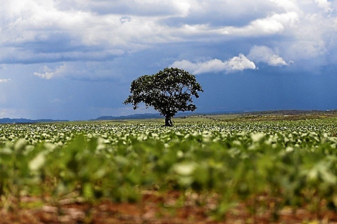  (Foto: Marina Barbosa/CB/D.A.Press)
