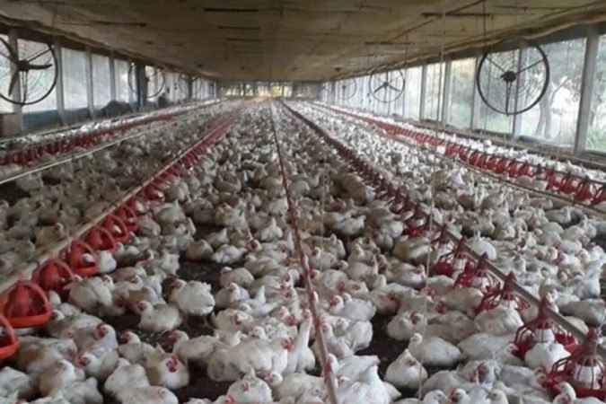  (Foto: Reproduo/Noticias Agricolas)