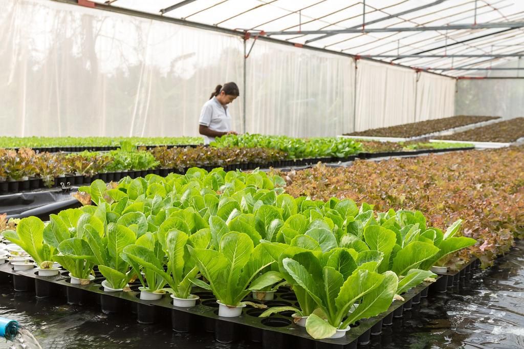 Clientes que receberam mensagem em fatura tm at 30 de novembro para regularizar a situao e garantir desconto de at 73% na fatura de energia (Foto: Divulgao)
