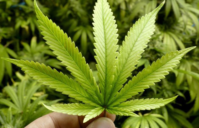 O projeto de lei implementará que jovens de 18 anos poderão comprar e possuir até 25 gramas de cannabis (Foto: Reprodução/Diario de Pernambuco)