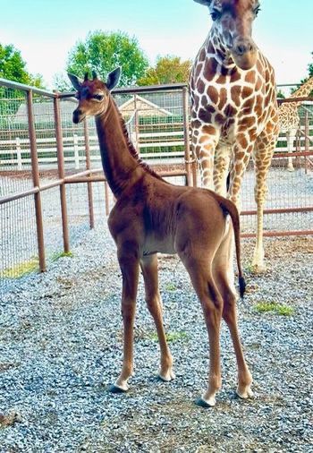 Em suas redes sociais, o jardim zoolgico tambm anunciou um concurso para dar nome  recm-nascida (Foto: Reproduo/Facebook/Brights Zoo)