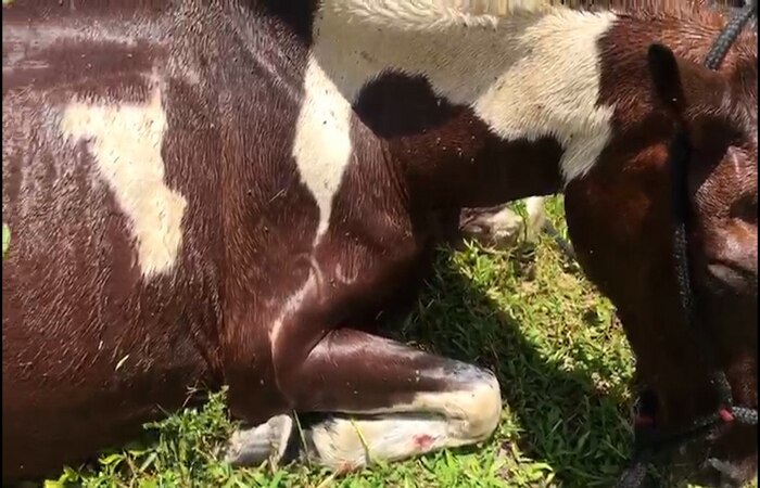
Os municpios do Agreste e da Zona da Mata de Pernambuco so os que mais sofrem com a praga, que pode levar ao emagrecimento e at a morte dos animais
 (Foto: Joo Tavares da Silva)